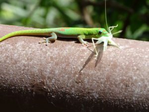 A photograph of a green lizard with a grasshopper in its mouth.