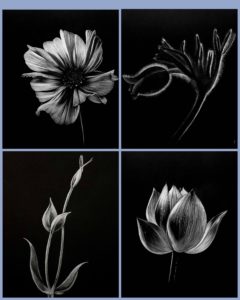 A piece of art - painting of a white flower against a black background.